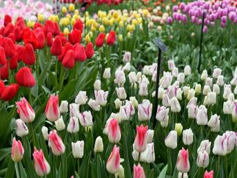 景點(diǎn)：郁金香花園