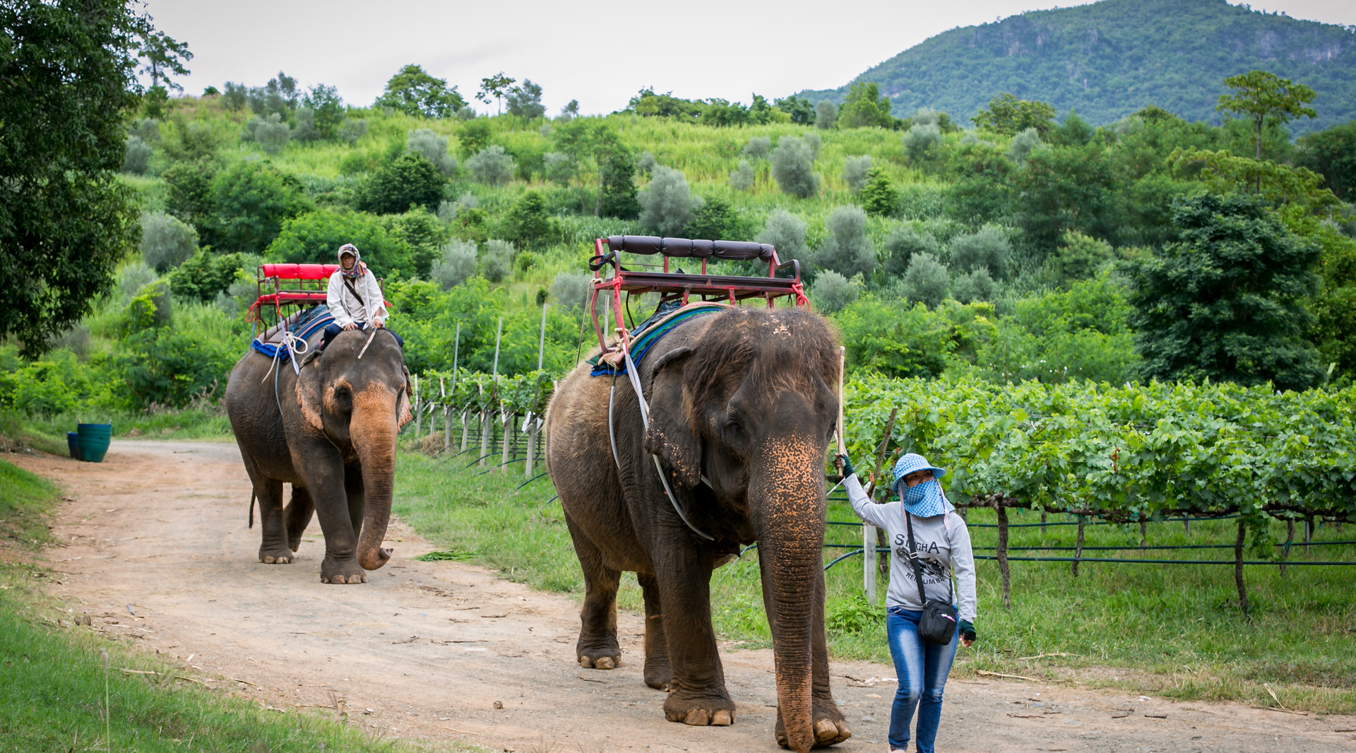 民丹島大象公園封面圖