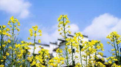 【國風畫卷】<廬山、鄱陽湖石鐘山、景德鎮、婺源篁嶺、三清山、夜游望仙谷6日游>