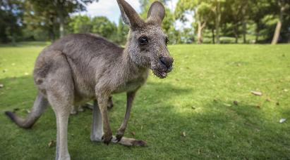 景點：袋鼠