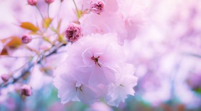 【賞櫻享趣·韓國】<首爾·南怡島·江村鐵軌騎行·瀑布觀景咖啡廳·涂鴉秀·五天經典團>