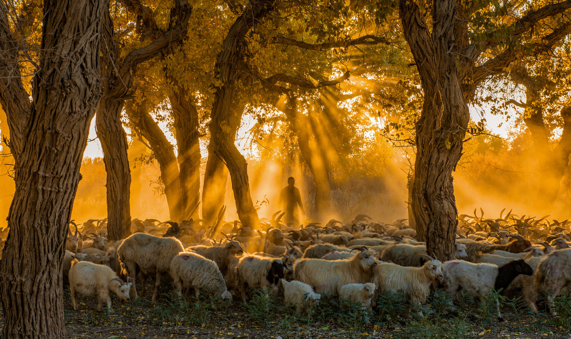 額濟納旗封面圖