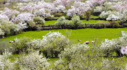【V1W庫爾德寧 2進賽湖深度雙飛8日】伊犁·庫爾德寧·吐爾根杏花·大西溝福壽山·喀贊其·那拉提草原