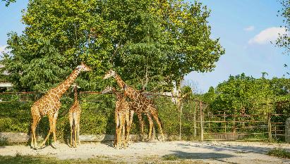 【C線】<廣州長隆野生動物世界、歡樂世界二天四星團>