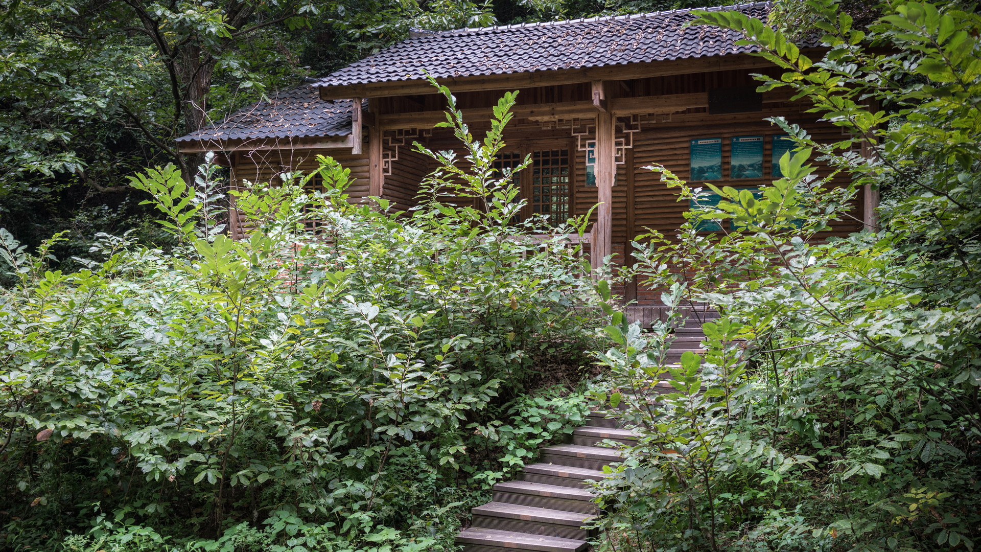 龍虎山無蚊村封面圖