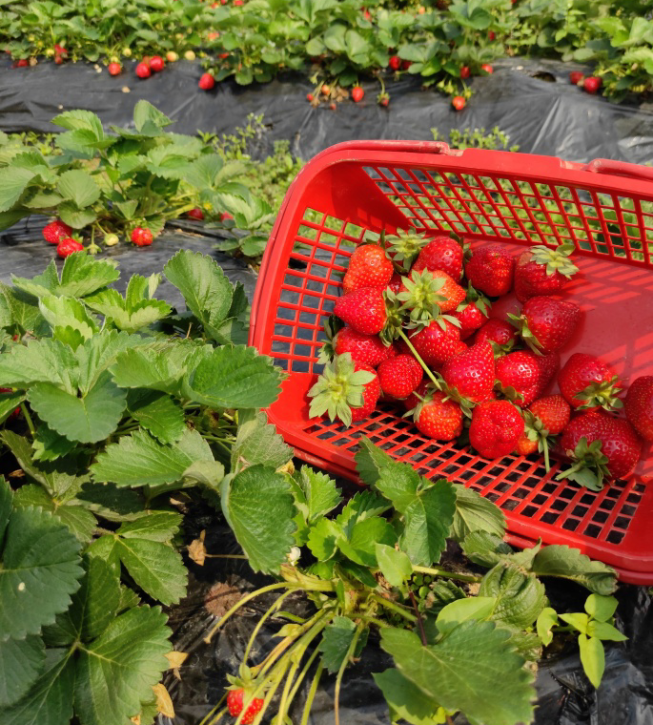 古石龍生態園封面圖