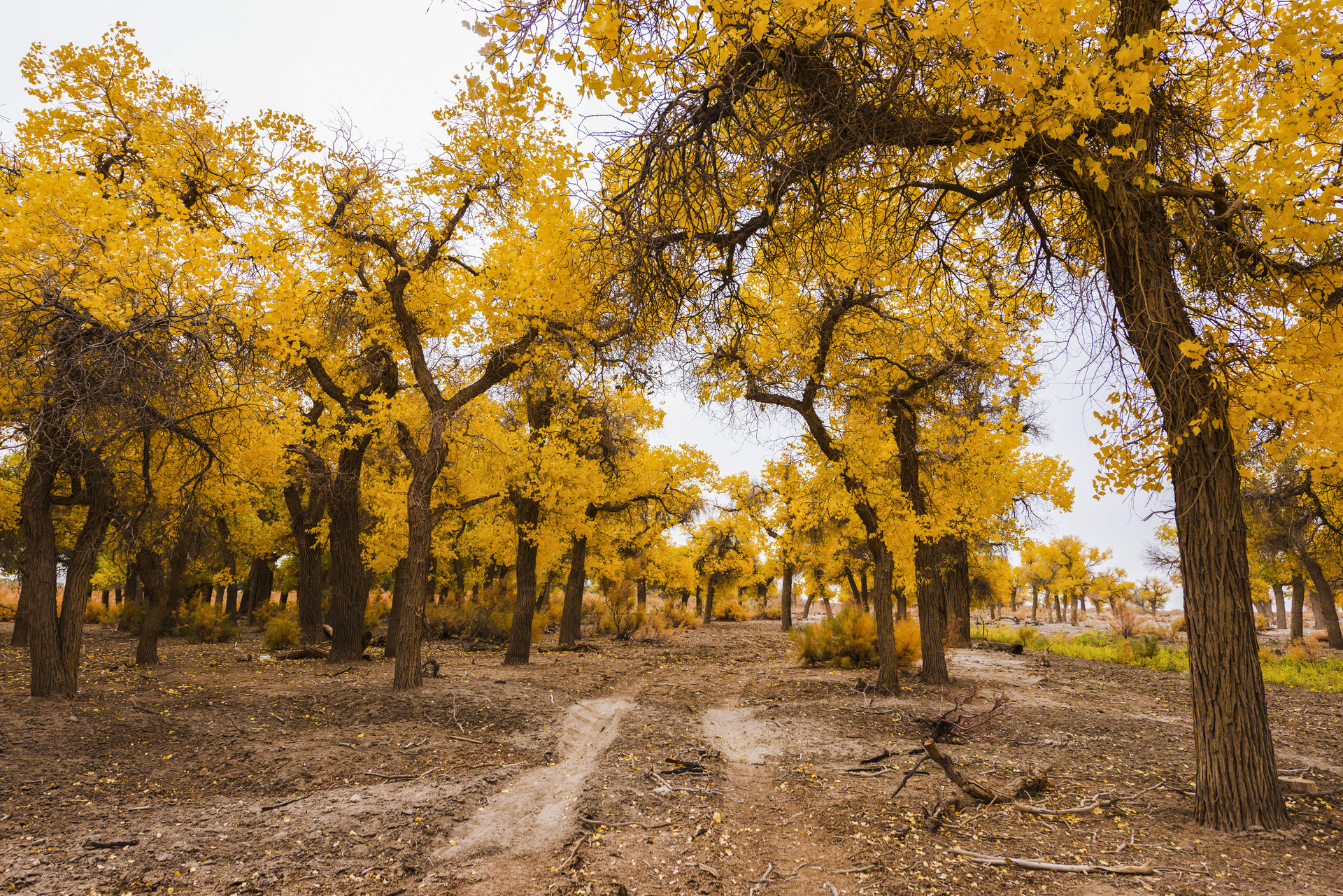 金秋胡楊封面圖