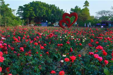 景點：心連心玫瑰花海圖1