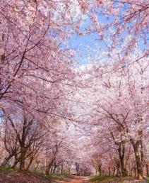 【聚美貴州】<黃果樹/西江千戶苗寨/荔波大小七孔/龍里油畫大草原/平壩萬畝櫻花園>雙動五天游