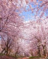 【聚美貴州】<黃果樹/西江千戶苗寨/荔波大小七孔/龍里油畫大草原/平壩萬畝櫻花園>雙動五天游