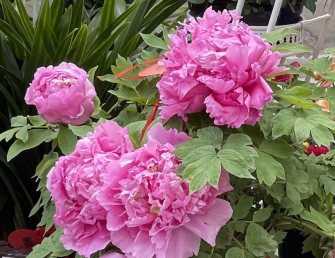 【豫見國色 花滿洛陽雙飛5日】洛陽牡丹園·少林寺·老君山·牡丹園·龍門石窟·麗景門·萬歲山武俠城