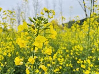 【春攝婺源】<婺源江嶺梯田油菜花海、篁嶺曬秋、月亮灣漁火、察關古橋、鳳山古塔、虹關古樟4日高鐵團>